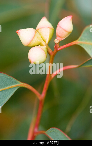 close up of Eucalyptus Gum nut flower Stock Photo
