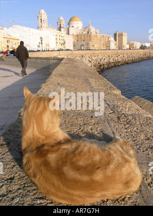 Stray cat in Cadiz city and Cathedral in background Andalucia Spain Stock Photo