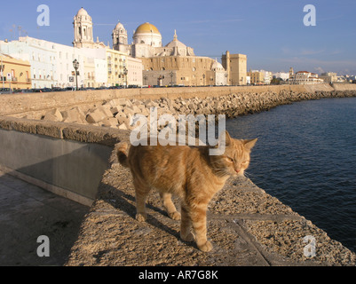 Stray cat in Cadiz city and Cathedral in background Andalucia Spain Stock Photo