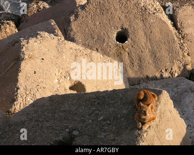 Stray cat in Cadiz city Andalucia Spain Stock Photo