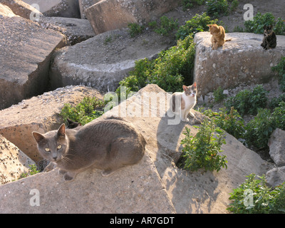 Stray cats in Cadiz city Andalucia Spain Stock Photo