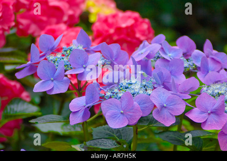 Bigleaf Hydrangea Macrophylla in garden Stock Photo