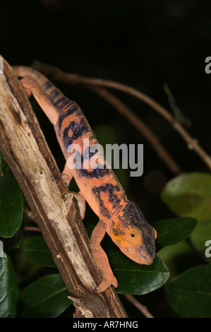 Female panther chameleon, Furcifer pardalis, Nosy Komba, Madagascar Stock Photo