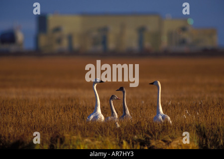 Whistling swan Cygnus columbianus family outside the oil town of Prudhoe Bay Deadhorse Arctic Alaska Stock Photo