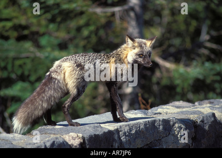 red fox Vulpes vulpes in the cross fox phase Mount Rainier National Park Washington Stock Photo