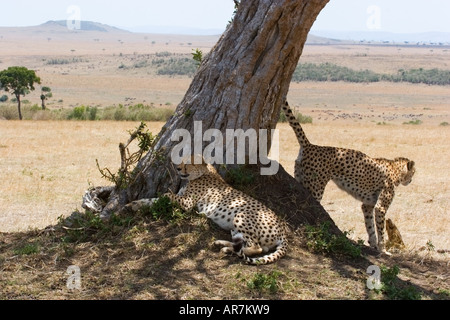 Landscape in the Maasai Mara, Kenya, with two cheetahs.  The male is scent marking Stock Photo