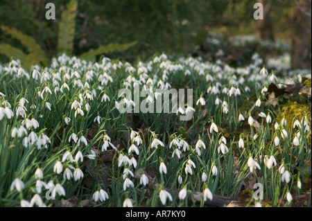 a carpet of Snowdrops in the woodland Stock Photo