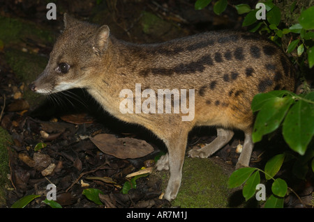 Fanaloka or Malagasy striped civet, Fossa fossana, Ranomafana National Park, Madagascar Stock Photo