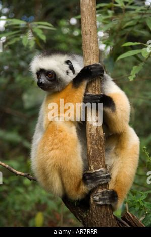 Diademed sifaka, Propithecus diadema, Vakona Forest Reserve, Andasibe Mantadia National Park, Madagascar Stock Photo