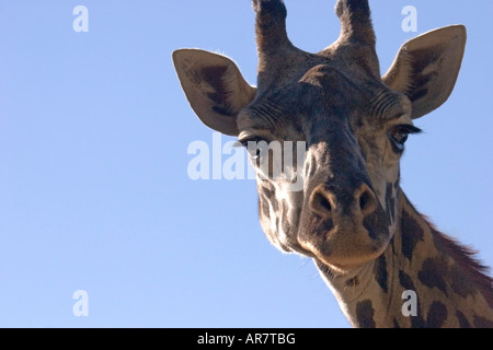 Humorous portrait of a giraffe, seen up close and looking intently and curiously at the viewer. Stock Photo