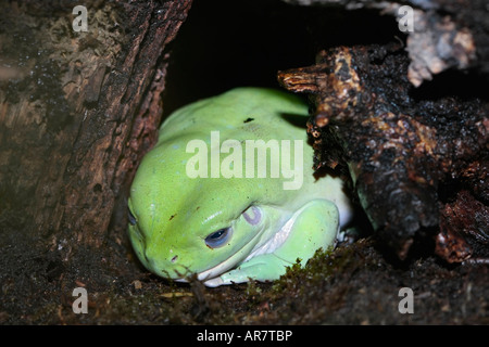 White's Tree Frog (Litoria caerulea) hiding in undergrowth (captive) Also nicknamed Dumpy Tree Frog or Smiling Frog Stock Photo