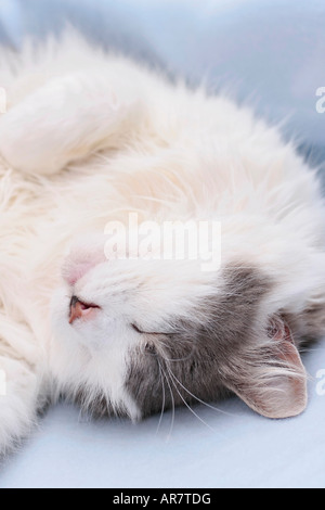 Portrait of an adult female fluffy white and grey domestic cat (Felis catus) curled up upside down asleep on blue blanket Stock Photo
