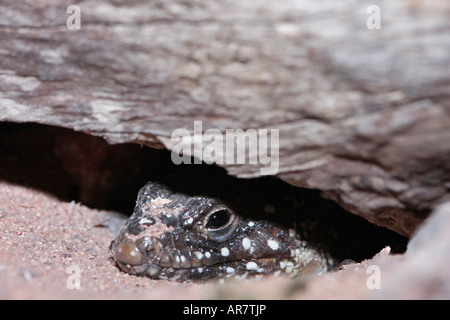 Ocellated Lizard (Lacerta lepida) peeping out from under log. Stock Photo