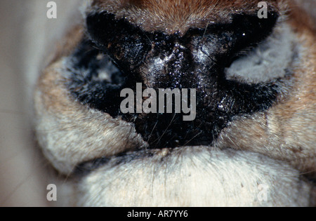 European Red Deer, Rothirsch, Cervus elaphus, Europe , nose detail Stock Photo