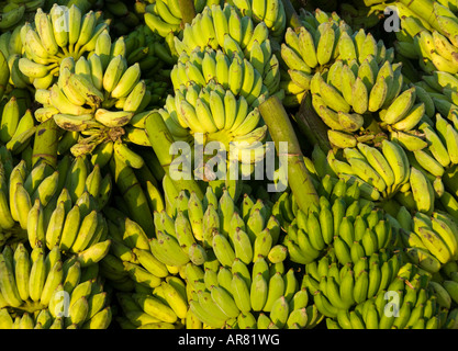 Freshly cut green bananas in India Stock Photo