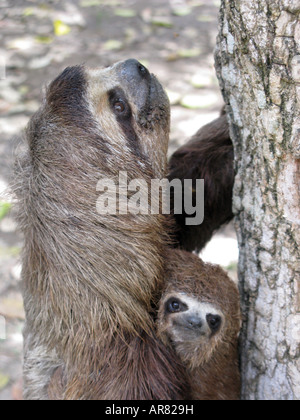 Sloth mother and baby close up . The Brown-throated Three-toed Sloth, Bradypus variegatus, is a species of sloth from Central and South Americ Stock Photo