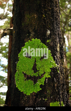 smiling lichen face on a beech tree with black sooty mould fungus Nelson Lakes National Park South Island New Zealand Stock Photo