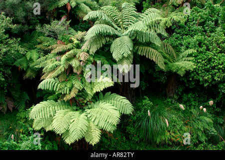 black tree fern canopy Cyathea medullaris King Country North Island New Zealand Stock Photo