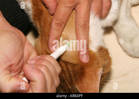 Removing a tick from a domestic cat using a tick remover Stock Photo