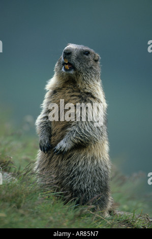 Alpine Marmot, Alpenmurmeltier, marmota marmota, Alps, Europe Stock Photo