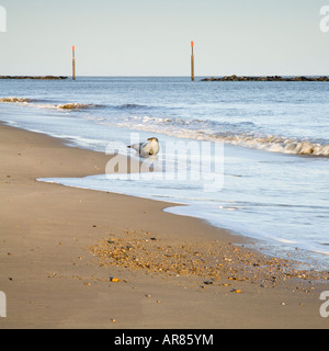 Sea Palling on the north east Norfolk coast showing the sea defences and a seal on the shore in England UK Stock Photo