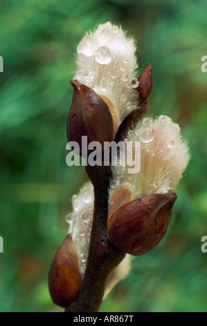 Spring willow wet twig with buds on juniper bush background Stock Photo