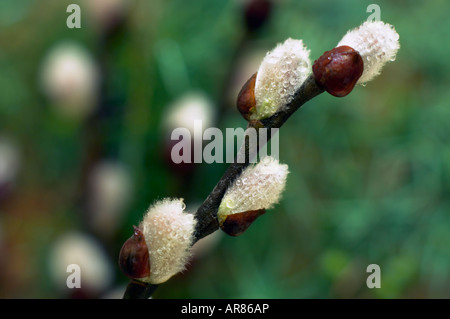 Spring willow wet twig with buds on juniper bush background Stock Photo