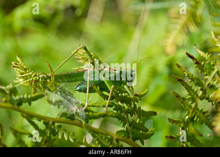 Great Gren Bush Cricket (Tettigonia viridissima)  Male.  Devon England Stock Photo