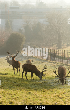 The deer park at Ashton Court Bristol UK. Stock Photo