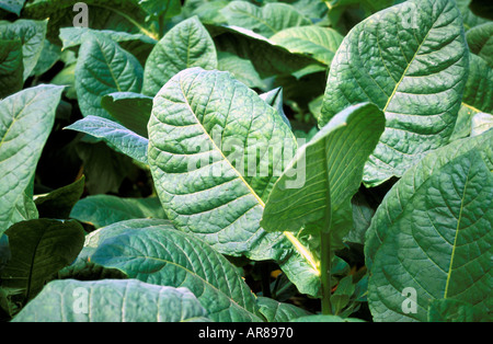 criollo tobacco Criollo-98 Seeds ~5K Non-GMO Free Ship No Track ~2 Weeks Arrival Read Nicaraguan Criollo Tobacco Wrapped Cigars
