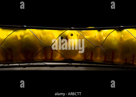 Toy Chicks in a Chicken wire cage Stock Photo