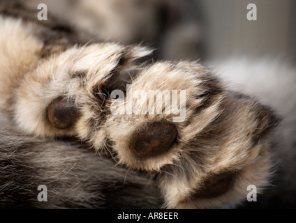 The paw of a Snow Leopard showing its unique fur and it's padded paw. Stock Photo