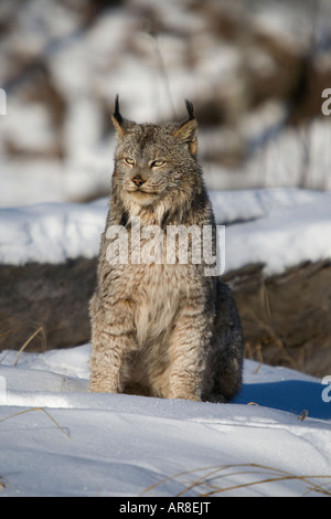 Canada lynx (Lynx canadensis) sitting in the snow Stock Photo