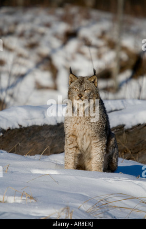 Canada lynx (Lynx canadensis) sitting in the snow Stock Photo