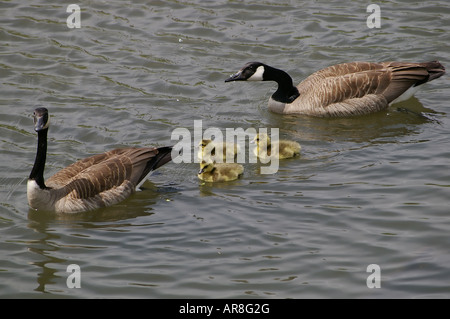 Canada geese (Branta Canadensis) family Stock Photo