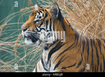 Tiger in captivity in a zoo Stock Photo