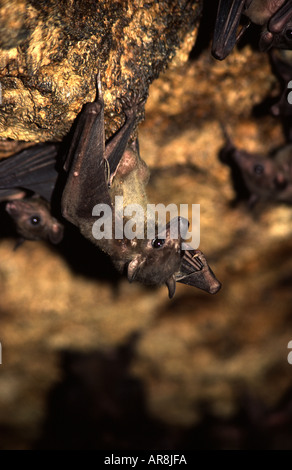 Rousettus aegyptiacus Maramagambo Bat Cave Stock Photo