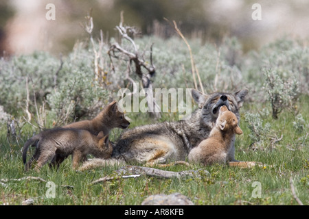 Coyote with pups in Yellowstone National, Shot In The Wild Stock Photo