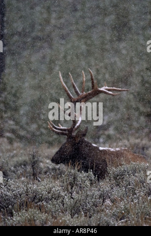 Rocky Mountain Elk cervus elaphus in Yellowstone National Park, Shot in the wild Stock Photo