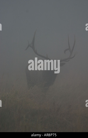 Rocky Mountain Elk cervus elaphus in Yellowstone National Park, Shot in the wild Stock Photo