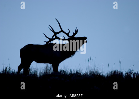 Rocky Mountain Elk cervus elaphus in Yellowstone National Park, Shot in the wild Stock Photo