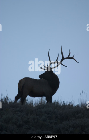 Rocky Mountain Elk cervus elaphus in Yellowstone National Park, Shot in the wild Stock Photo