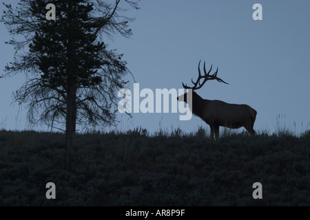 Rocky Mountain Elk cervus elaphus in Yellowstone National Park, Shot in the wild Stock Photo