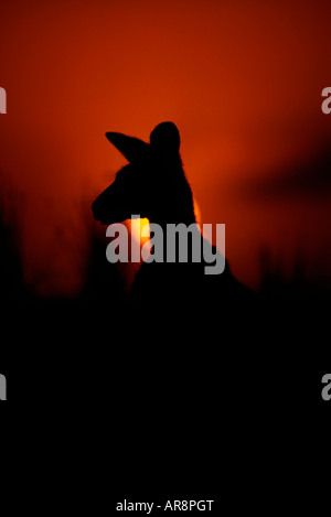 Silhouette of a kangaroo at dawn, Australia Stock Photo