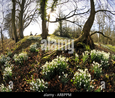 GB - GLOUCESTERSHIRE: Snowdrops at Hilcot Woods Stock Photo