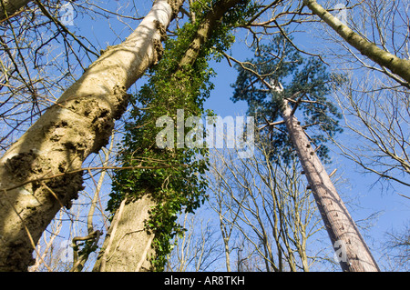 An Orange mobile phone mast camouflaged as an Elm tree Stock Photo