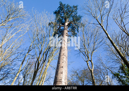 A Mobile phone mast camouflaged as an Elm tree in woodland in Maplehurst Road off the A272 at Cowfold West Sussex Stock Photo