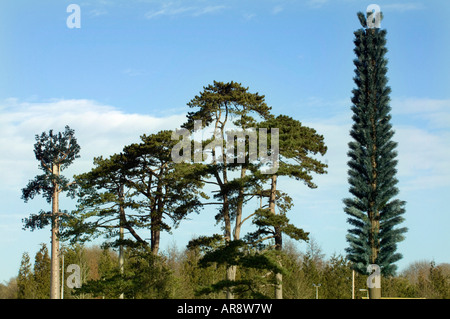 Mobile phone masts camouflaged as elm and cypress trees off the A272 at Cuckfield West Sussex Stock Photo