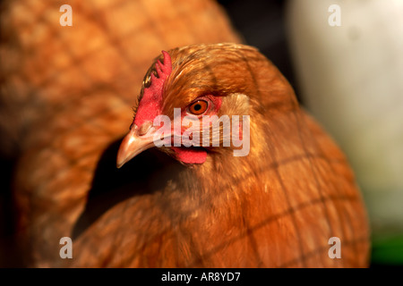 A red chicken Stock Photo