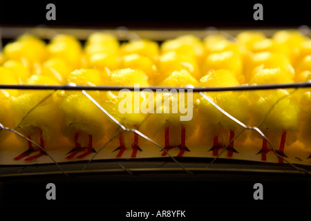 Army of Toy Easter Chicks in a Chicken wire cage Stock Photo
